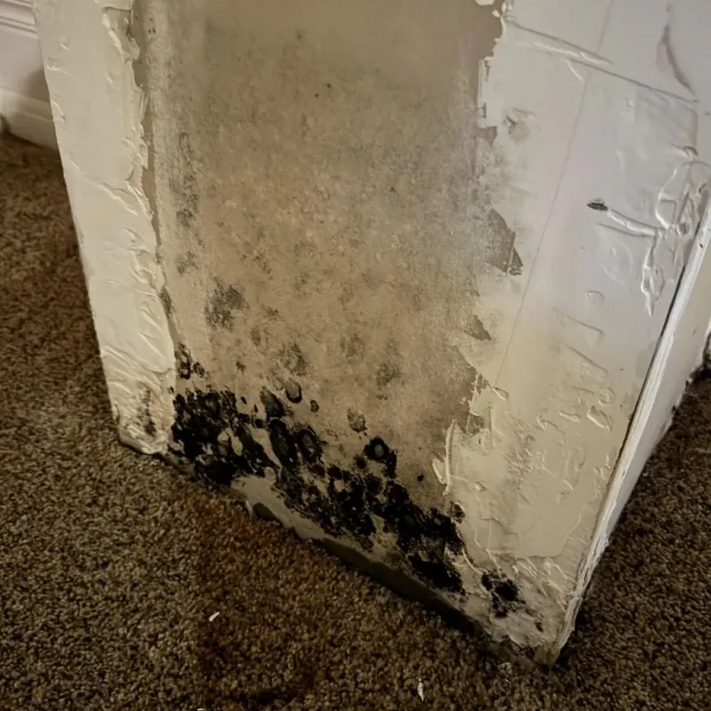 Professional Mold Removal in Tipp City, OH
